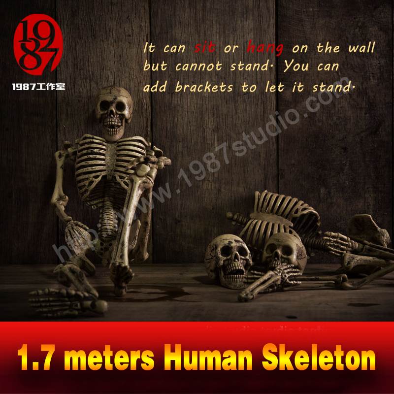 1.7 meters Human Skeleton
